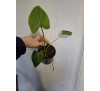 Кала ефіопська біла (Calla aethiopica)